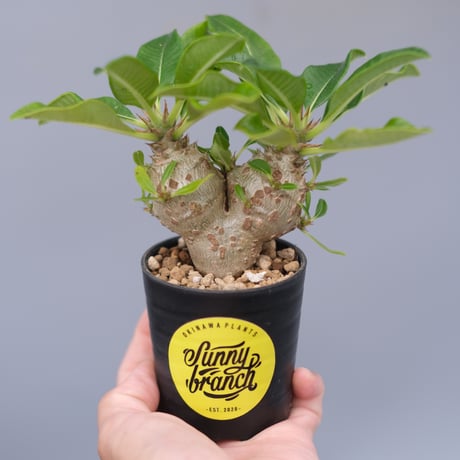 パキポディウムウィンゾリー | STORES