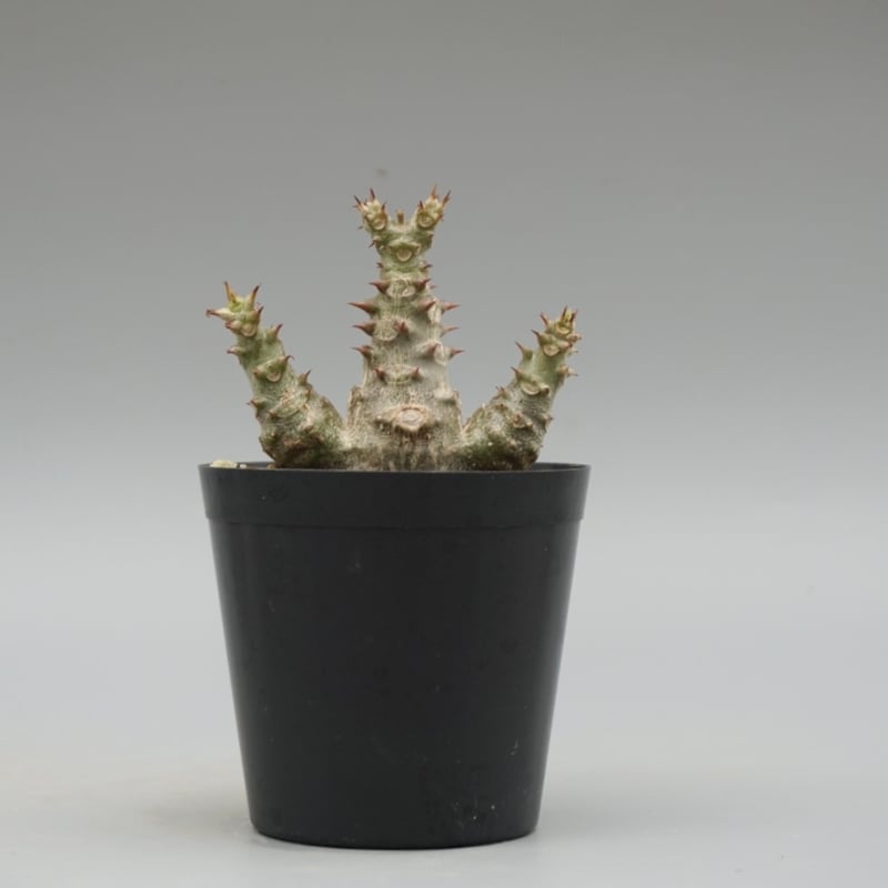 パキポディウム ウィンゾリー Pachypodium windsorii 実生⑤ パキポディウム ウィンゾリー 実生株 055 Pachypodium windsorii |