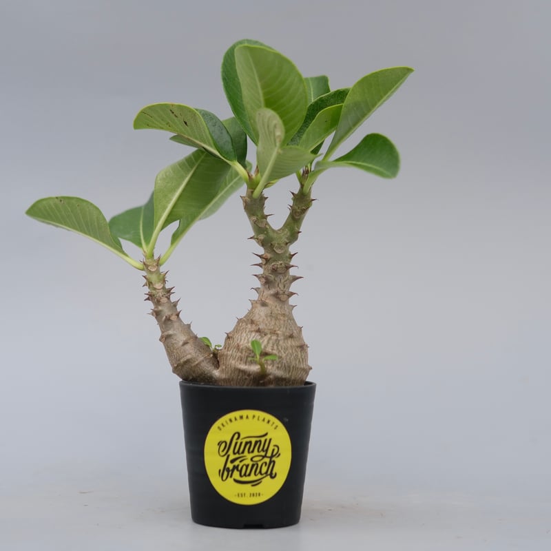 パキポディウム ウィンゾリー 実生株 073 Pachypodium windsorii |