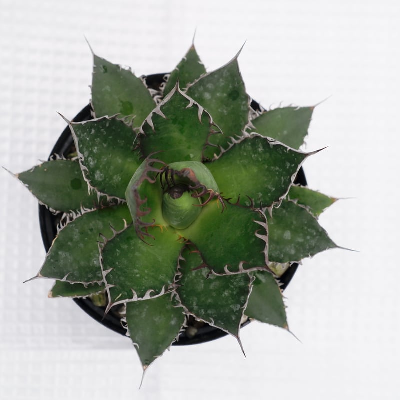 アガベ ホリダ 022 Agave horrida 強棘 | Sunny Branch