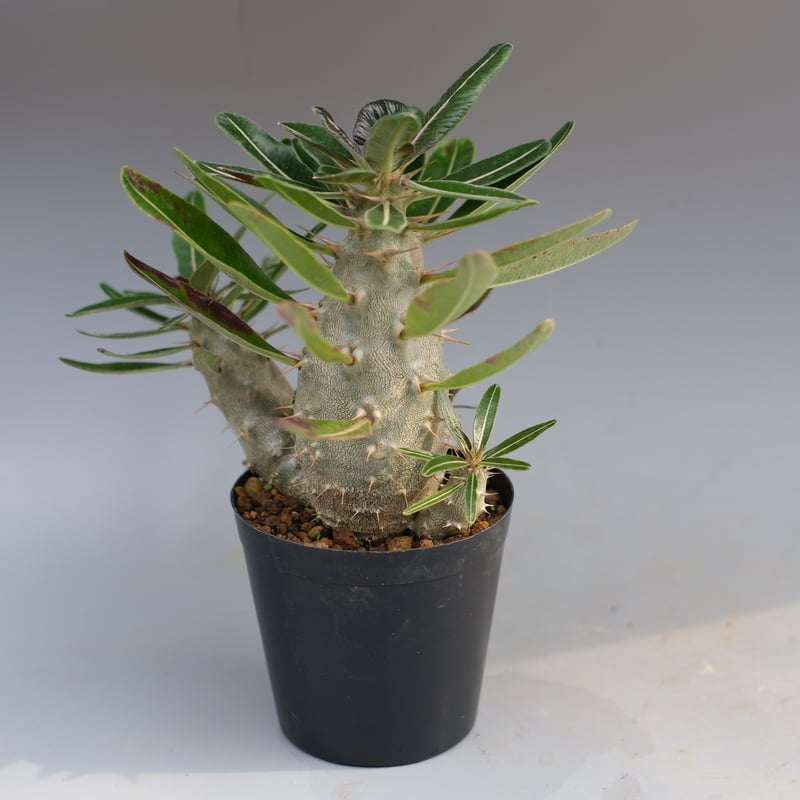 パキポディウム カクチペス 実生株 032 Pachypodium cactipes | Su
