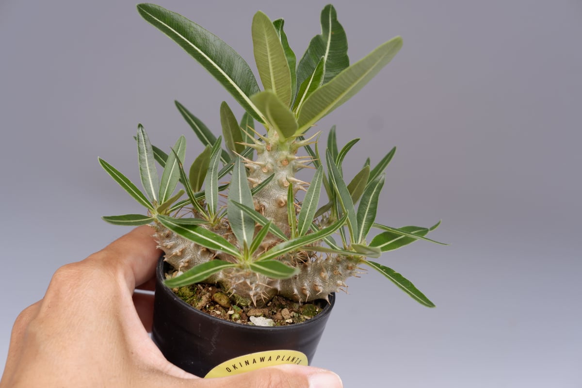 パキポディウム カクチペス 実生株 012 Pachypodium cactipes | Su