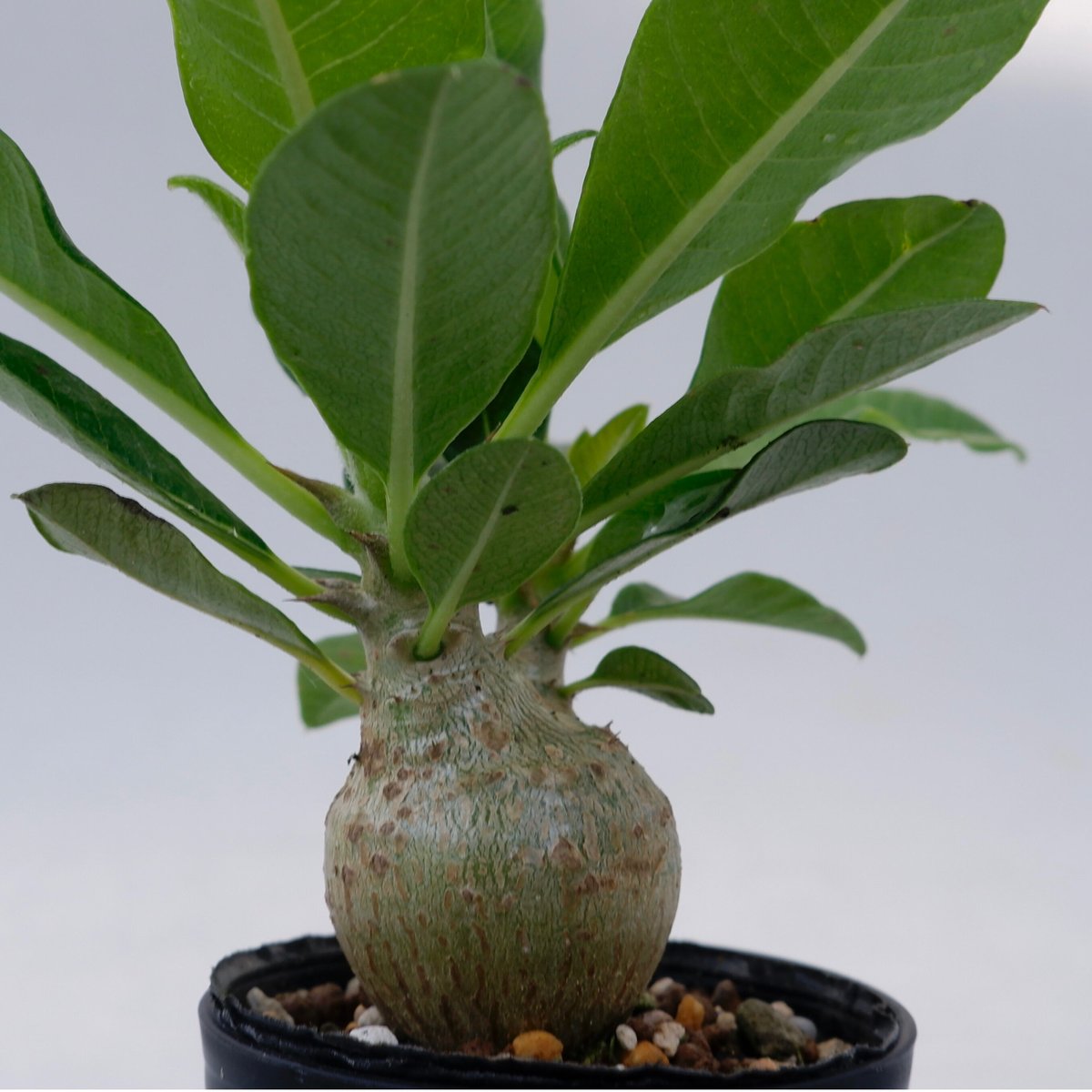 パキポディウム ウィンゾリーSサイズ005 Pachypodium windsorii