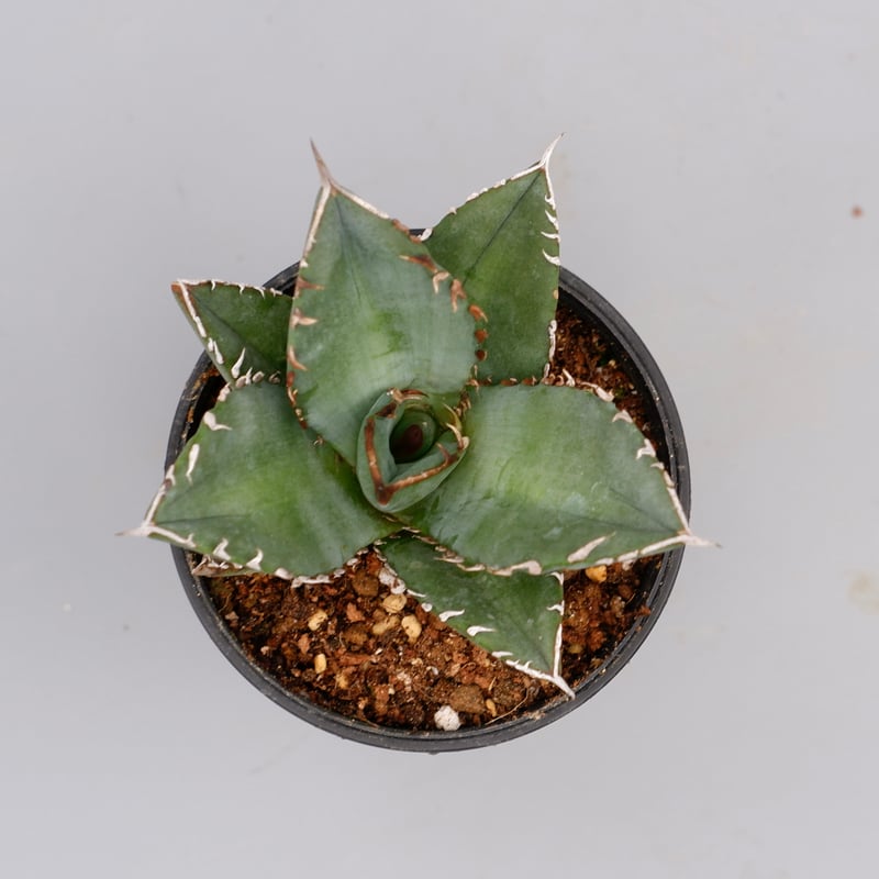 アガベ オテロイ 実生株 Agave oteroi seeding 097 | Sunny