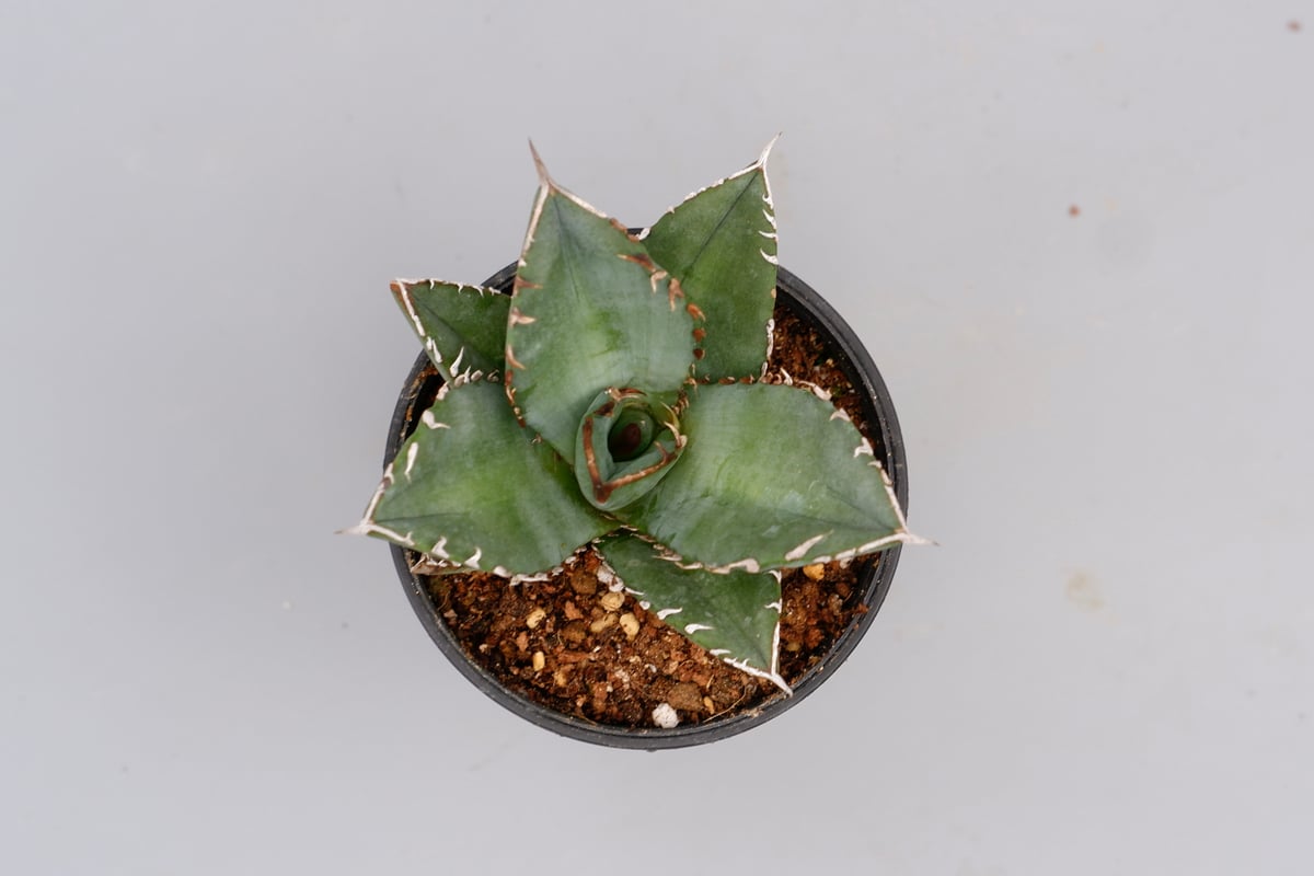 アガベ オテロイ 実生株 Agave oteroi seeding 097 | Sunny
