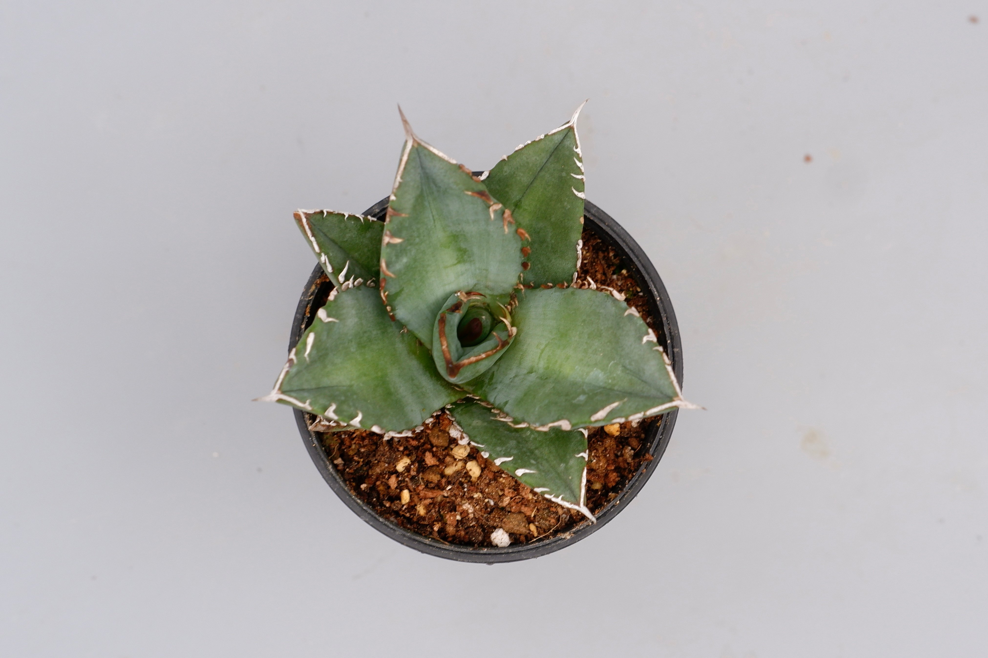 アガベ オテロイ 実生株 Agave oteroi seeding 097 | Sunny