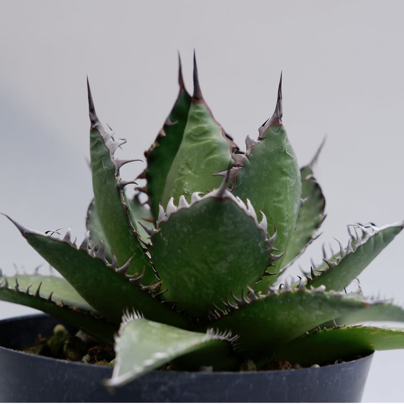 アガベ ホリダ 021 Agave horrida 強棘 | Sunny Branch