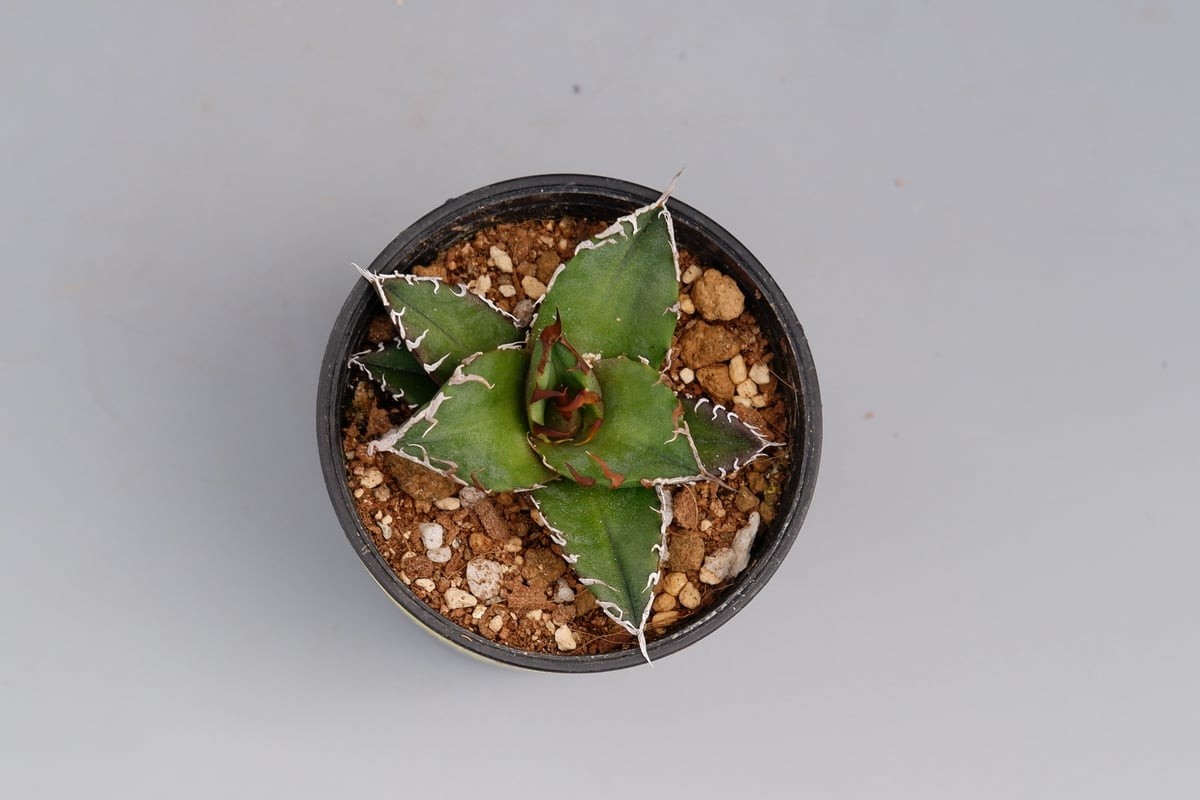 アガベ チタノタ シーザー Agave titanota caesar 096 | Sunny