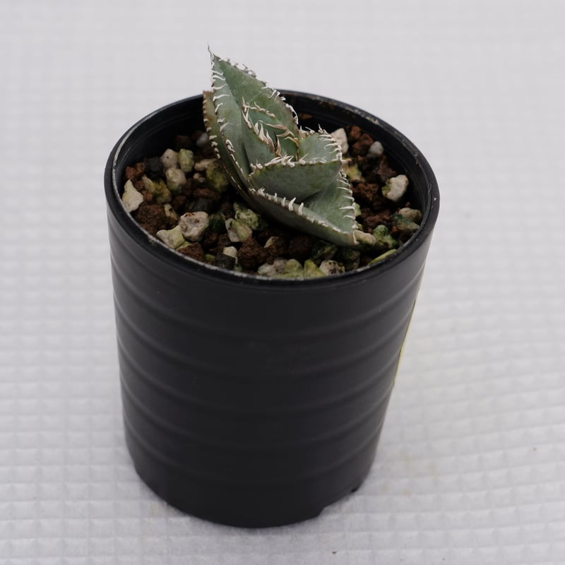 アガベ オテロイ 実生株 Agave oteroi seeding 008 | Sunny