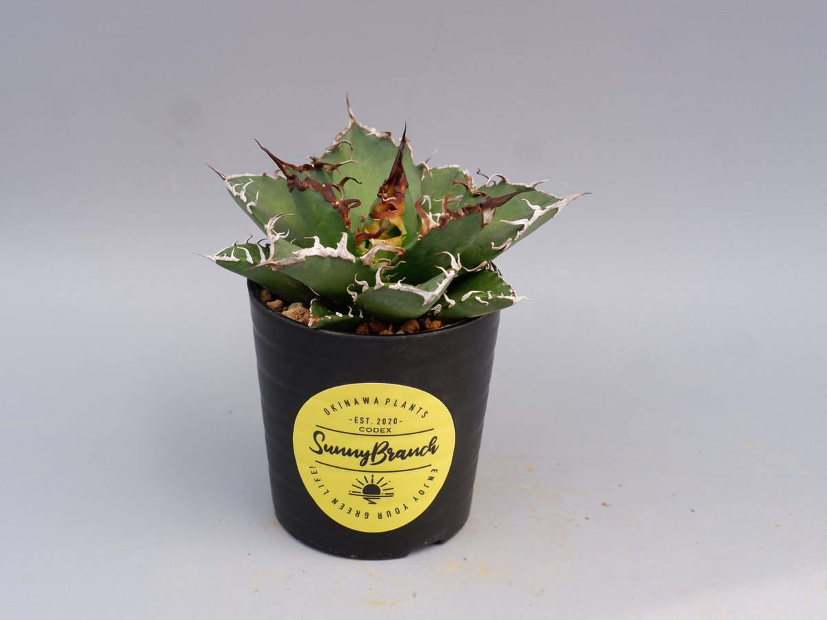 アガベ チタノタ シーザー Agave titanota caesar 142 | Sunny