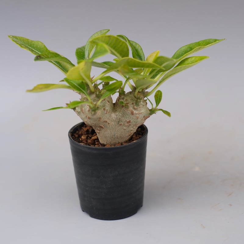 パキポディウム ウィンゾリー 実生株 113 Pachypodium windsorii |