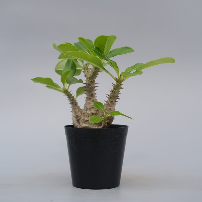 パキポディウム ウィンゾリー 実生株 075 Pachypodium windsorii |