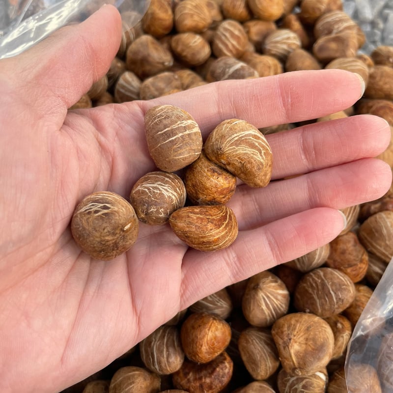 パキラ種子 20粒 Pachira seed | Sunny Branch