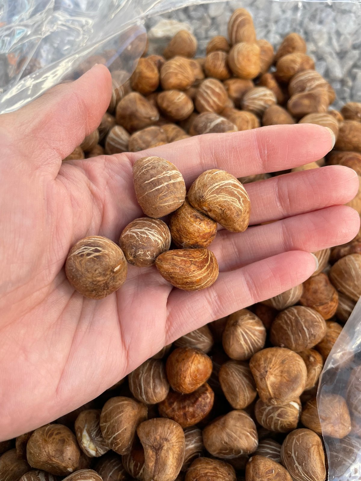 パキラ種子 20粒 Pachira seed | Sunny Branch