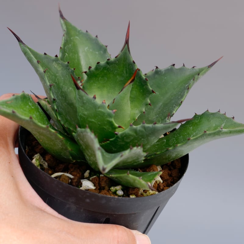 アガベ ☆サロモニー実生株 (旧マグニフィカ) ◎ツートンカラーに育つ将来有望株 アガベ サロモニー / 旧：マグニフィカ Agave salomonii / Agave sp