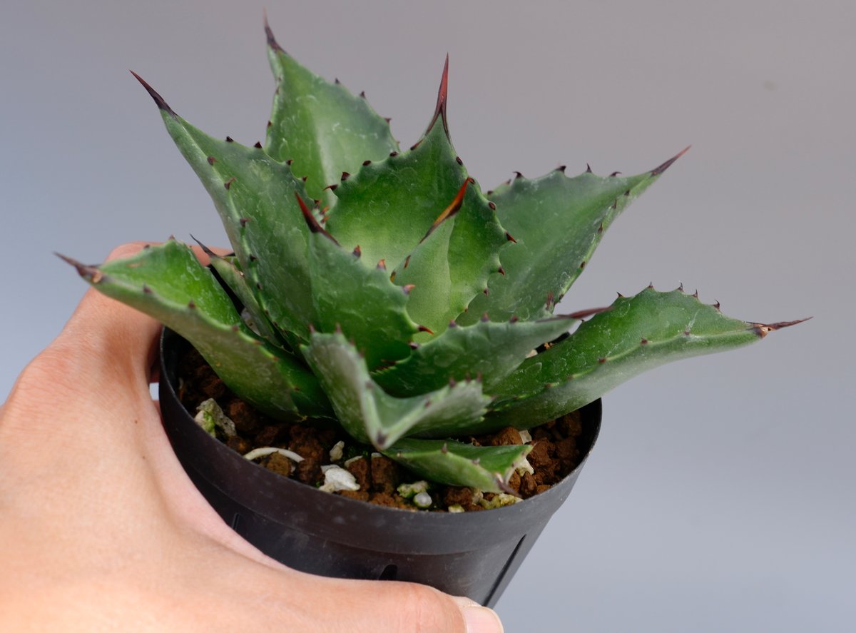 アガベ サロモニー・アガベ マグニフィカ 005 Agave salomonii