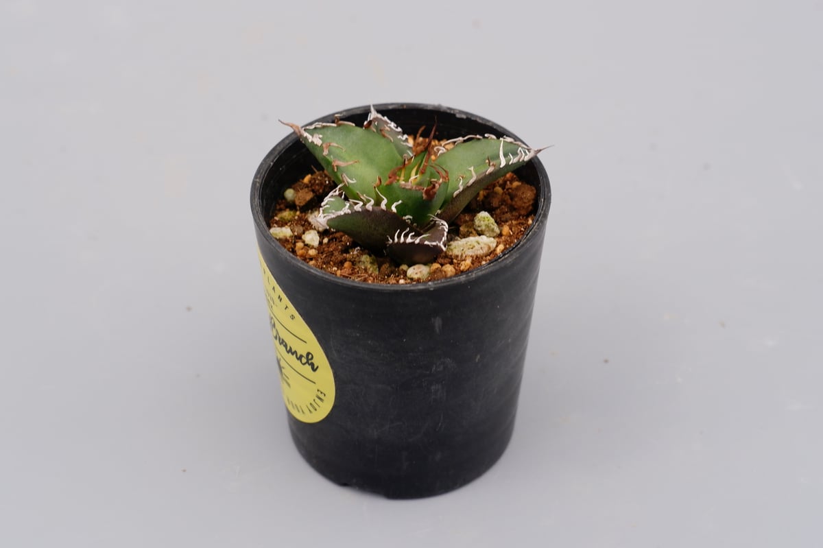 アガベ チタノタ シーザー Agave titanota caesar 085 | Sunny