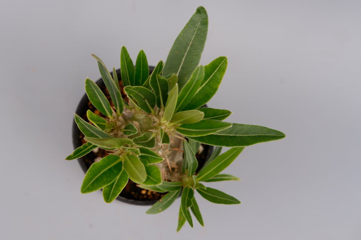 パキポディウム カクチペス 実生株 013 Pachypodium cactipes | Su