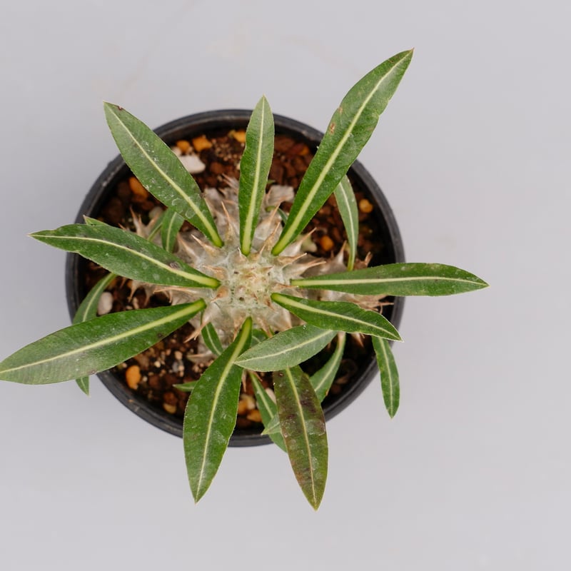 パキポディウム ロスラーツム 実生株 006 Pachypodium rosulatum ve