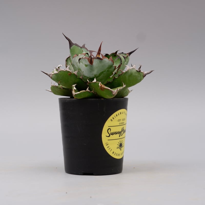 アガベ チタノタ ブラックアンドブルー Agave titanota BB 091 | Sun