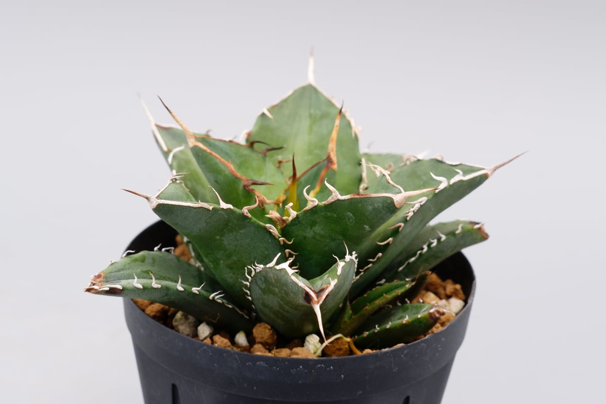 アガベ オテロイ　実生株 アガベ オテロイ 実生株 Agave oteroi seeding 095 | Sunny