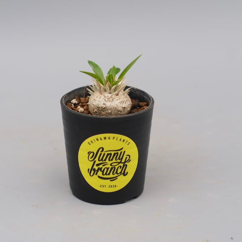 ■レア種 現地株 Pachypodium enigmaticum. パキポディウム エニグマチカム 実生株 Pachypodium enigmaticum 004