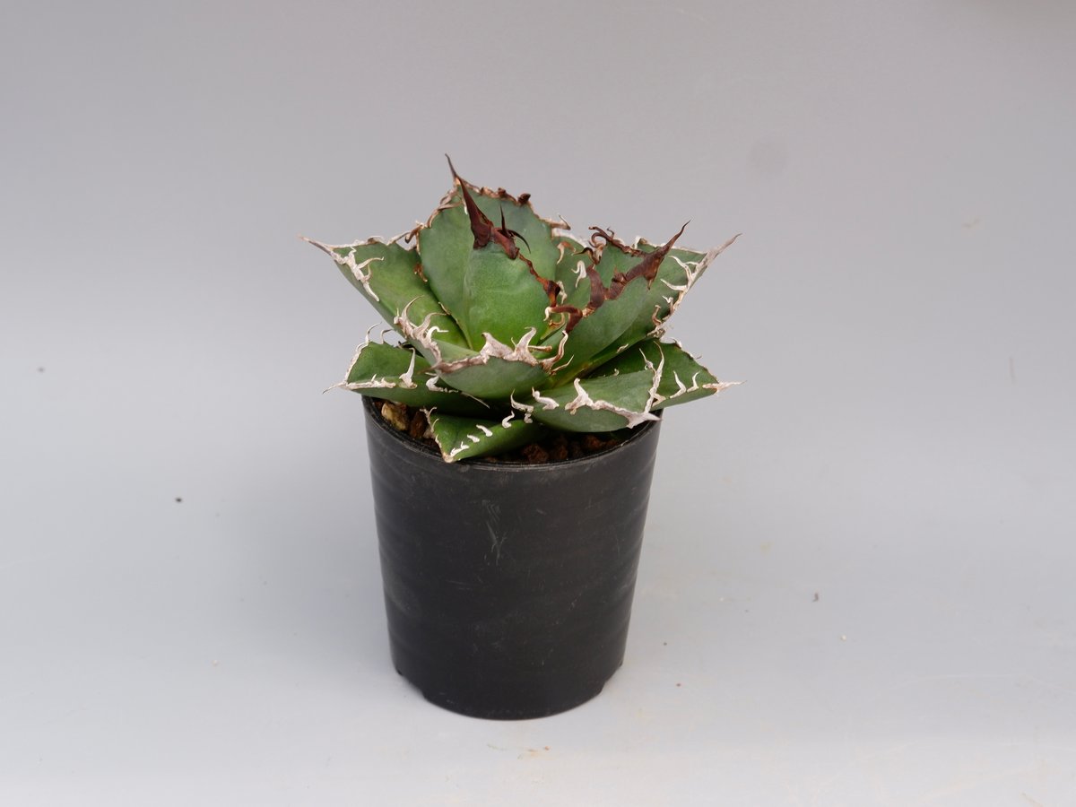 Ramat Planter #274 × アガベ チタノタ シーザー Ramat Planter #274 × アガベ チタノタ シーザー アガベ