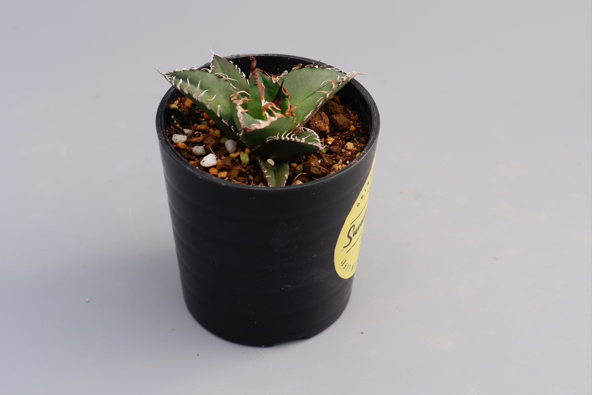 アガベチタノタシーザー アガベ・チタノタ シーザー（凱撒）中-019｜agave titanota