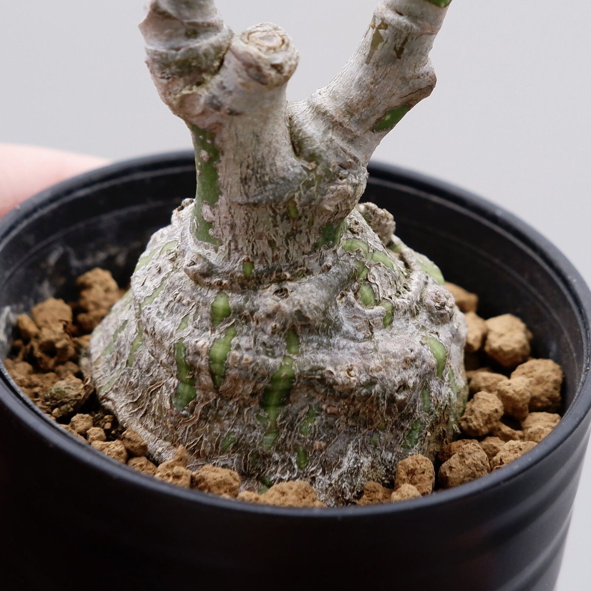 プセウド ボンバックス まん丸仕立て009 Pseudobombax ellipticum |