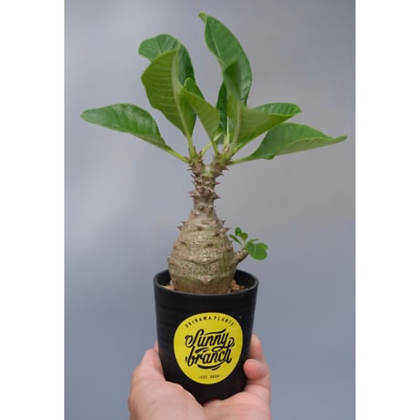 国内実生　パキポディウムウィンゾリー パキポディウム：ウィンゾリー（実生） 4号鉢植え23-02 の通販