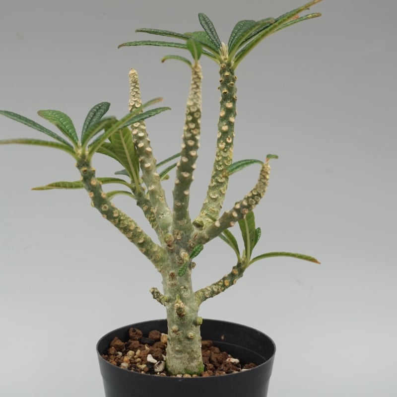 ドルステニア ギガス032 Dorstenia gigas | Sunny Branch