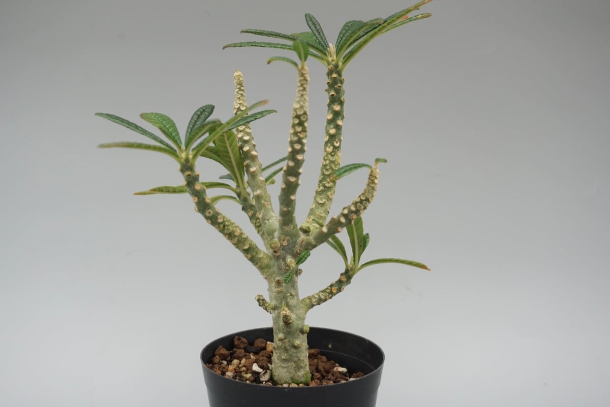 ドルステニア ギガス032 Dorstenia gigas | Sunny Branch
