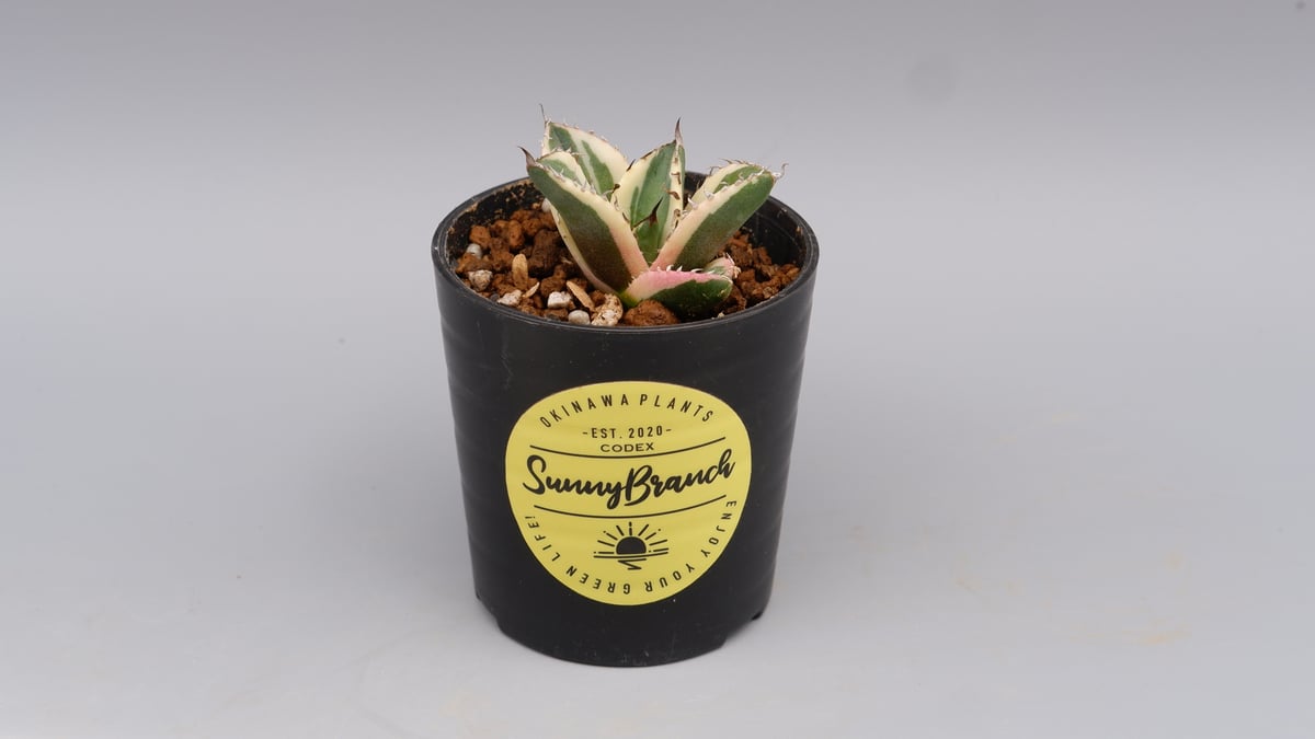 アガベ チタノタ スナグルトゥース Agave titanota Snaggle Tooth