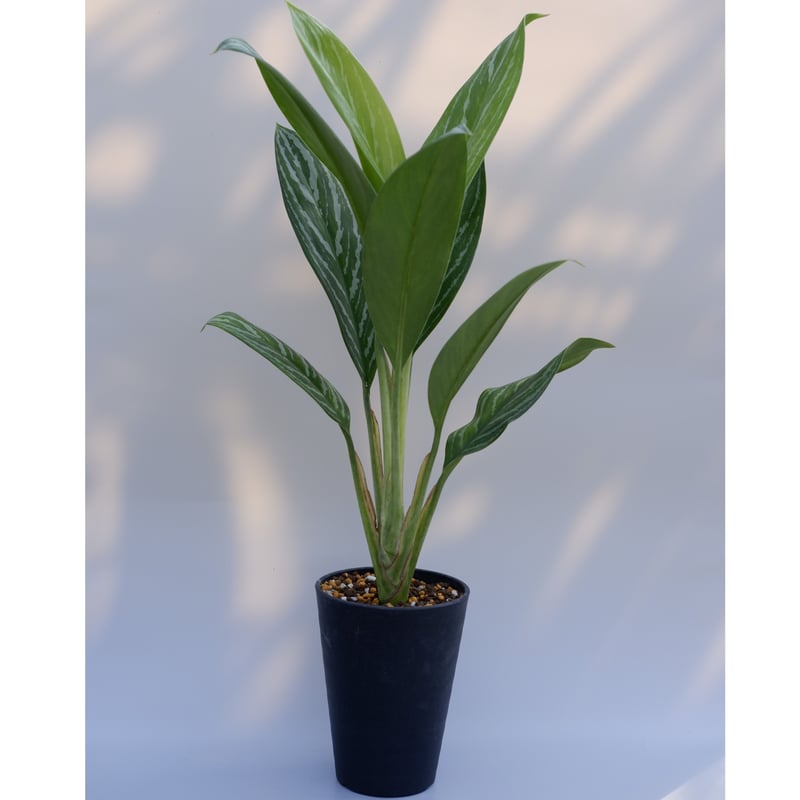 激レア　アグラオネマ　Aglaonema ゾリナ Zorina 激レア アグラオネマ Aglaonema ゾリナ Zorina