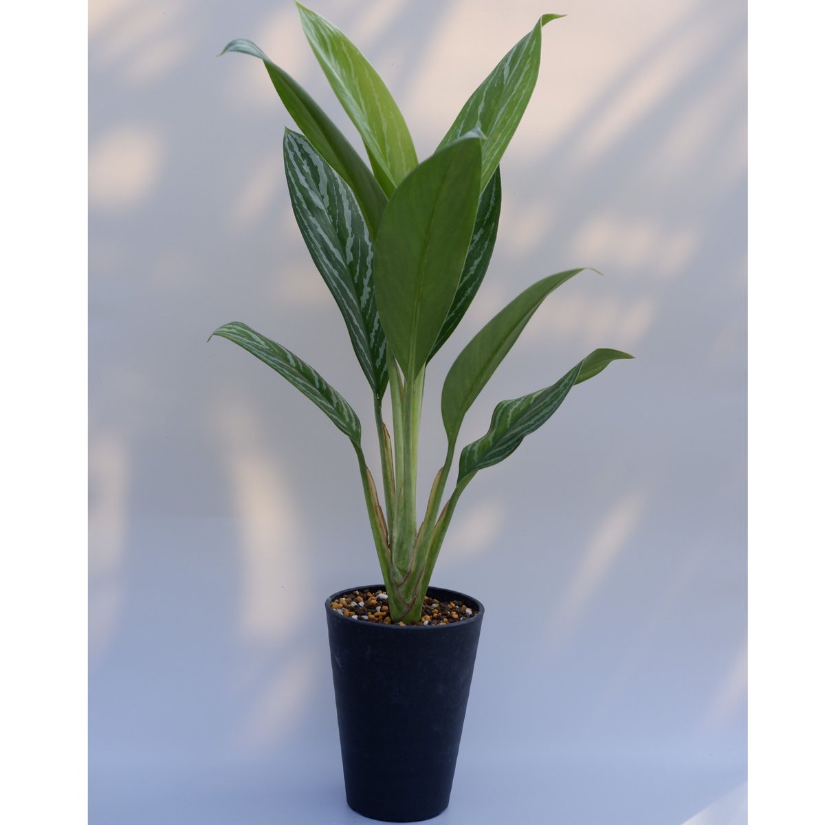 Aglaonema \