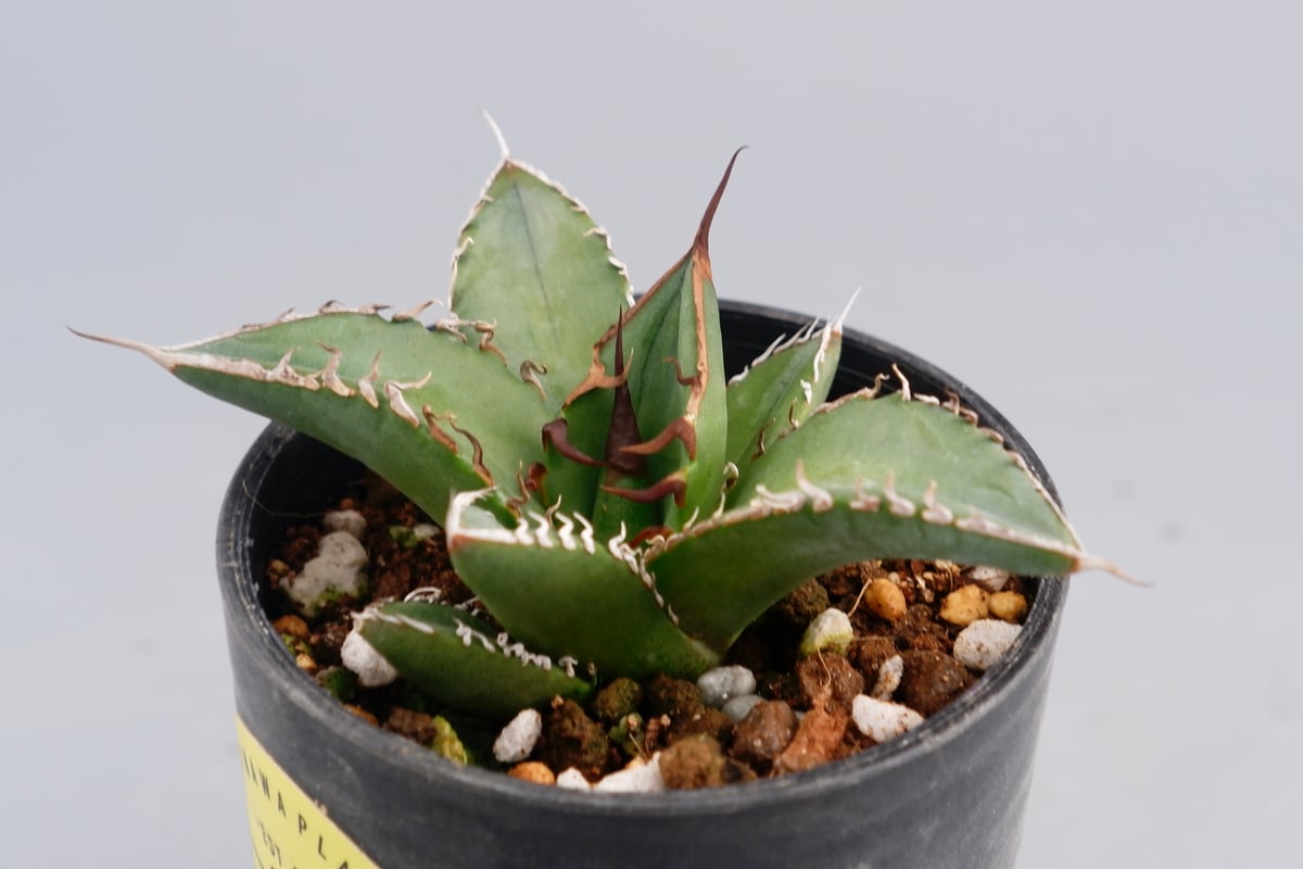 アガベオテロイ 実生 アガベ オテロイ 実生株 Agave oteroi seeding 077 | Sunny