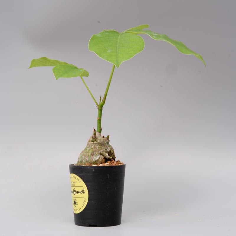 観葉植物 ボンバックス パキプス モンステラ エバーフレッシュ