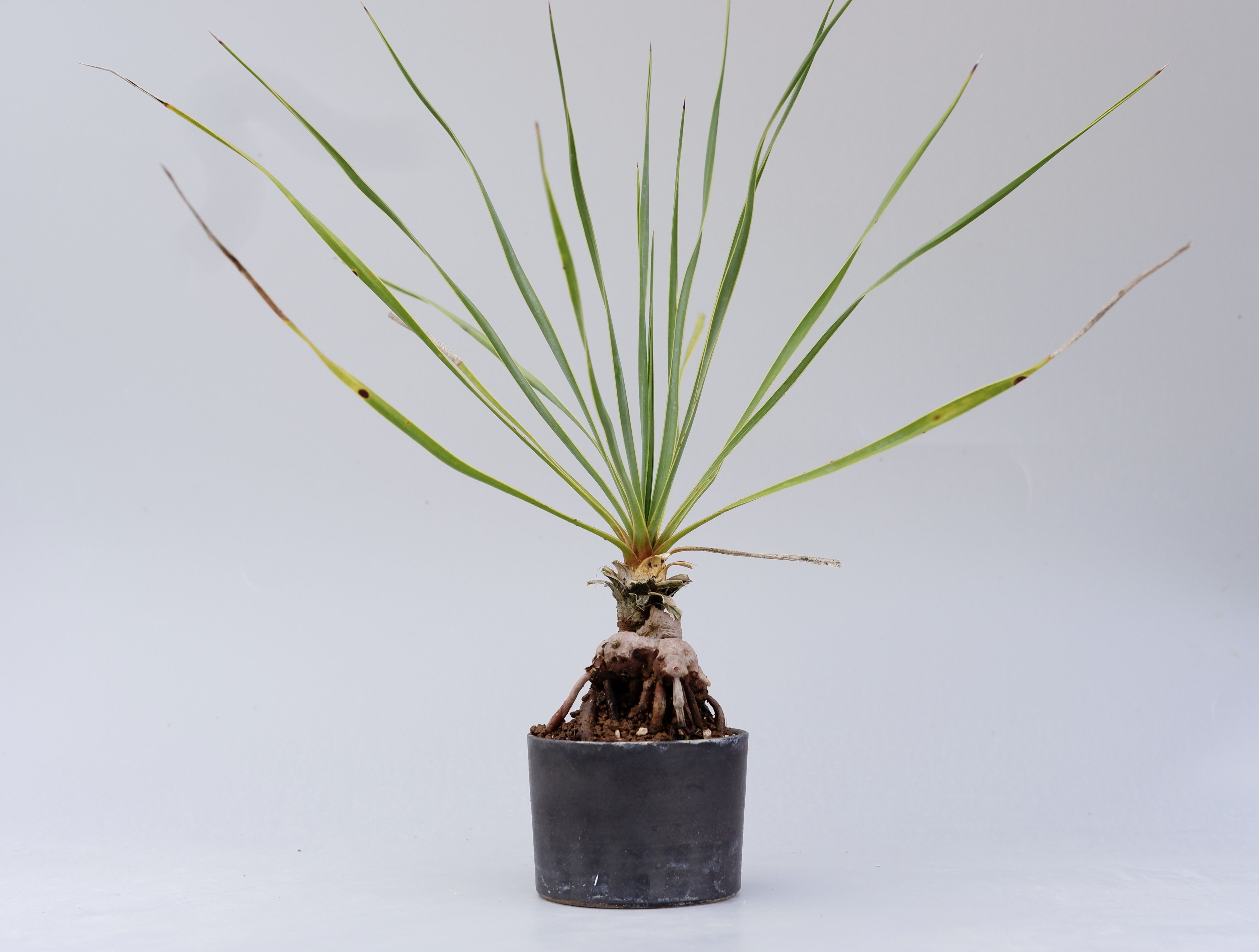 ユッカ ロストラータ 001【幹立ち】 Yucca Rostrata | Sunny Branch