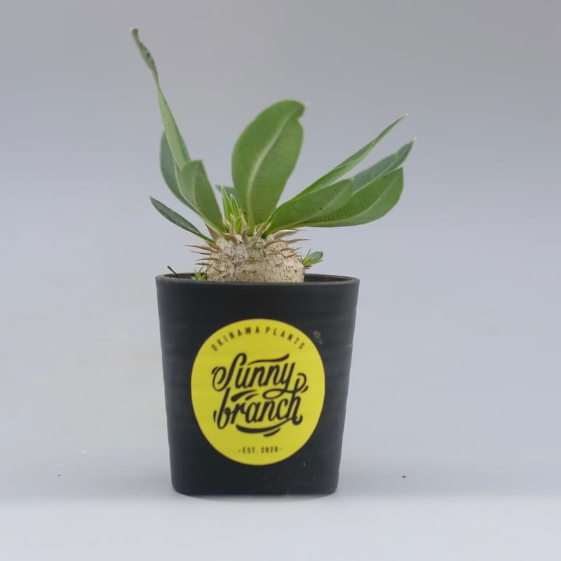 パキポディウム エニグマチカム 実生株 Pachypodium enigmaticum 010