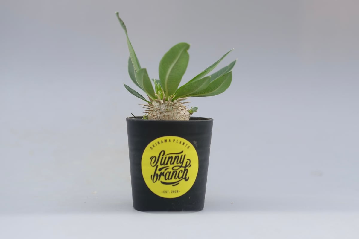 パキポディウム エニグマチカム 実生株 Pachypodium enigmaticum 010