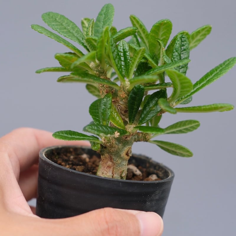 ドルステニア ギガス044 Dorstenia gigas | Sunny Branch