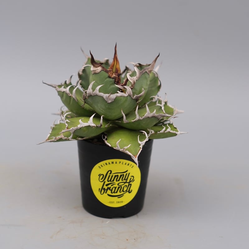 アガベ チタノタ シーザー Agave titanota caesar 171 | Sunny