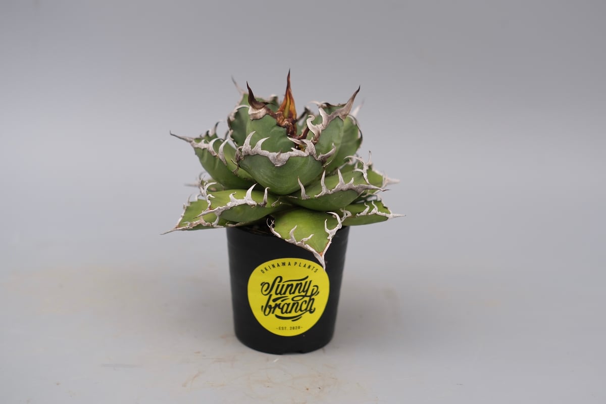 アガベ チタノタ シーザー Agave titanota caesar 171 | Sunny
