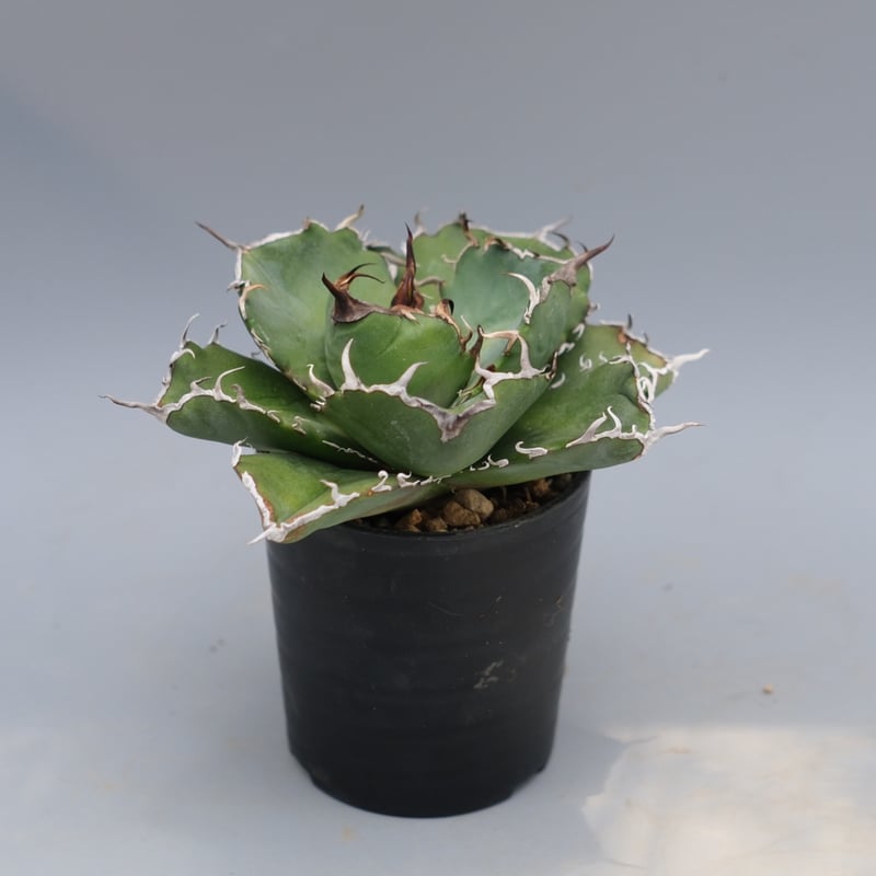 アガベ チタノタ 白鯨 Agave titanota white whale 220 | Su
