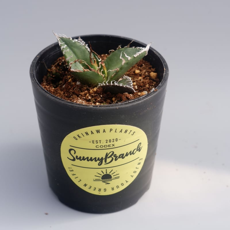 アガベ チタノタ シーザー Agave titanota caesar 029 | Sunny