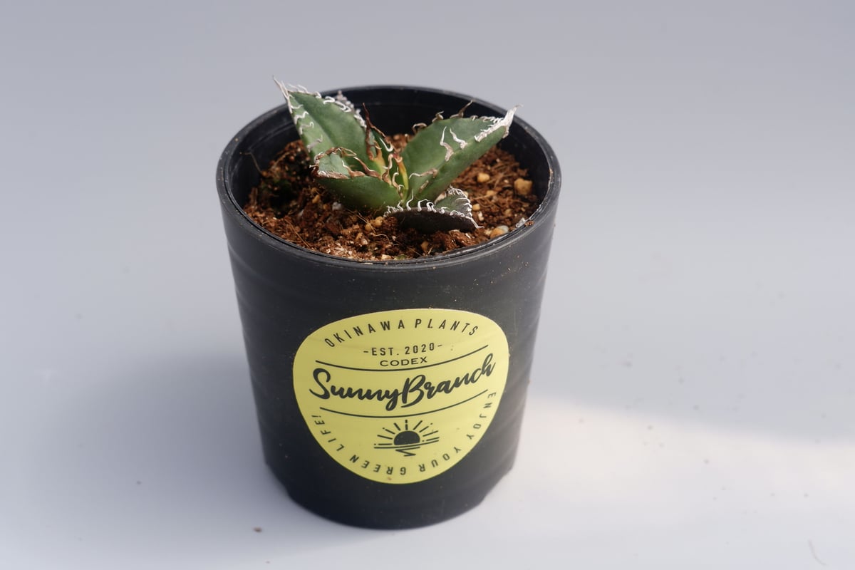 Agave titanota ‘Caesar’ シーザー アガベ・チタノタ シーザー/凱撒(中)-044｜agave titanota caesar |