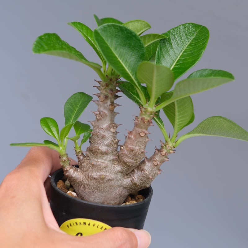 パキポディウム ウィンゾリー 実生株 052 Pachypodium windsorii |