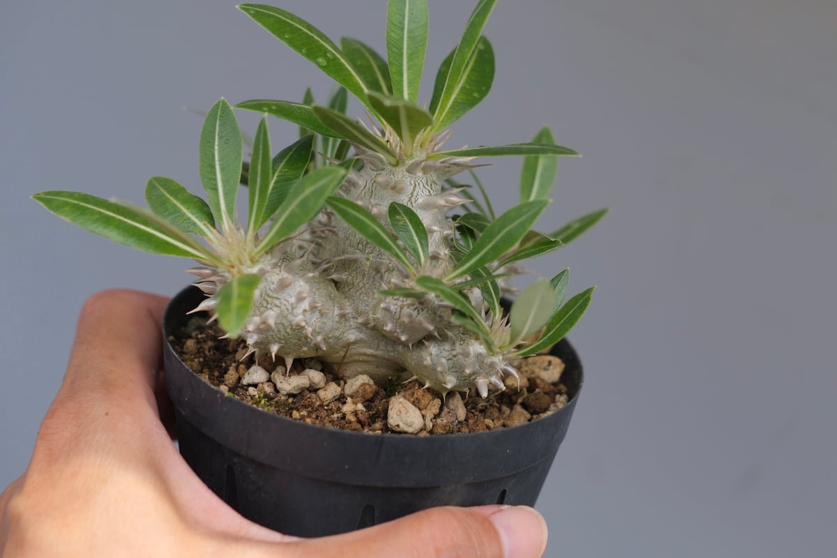 パキポディウム ロスラーツム 実生株 012 Pachypodium rosulatum