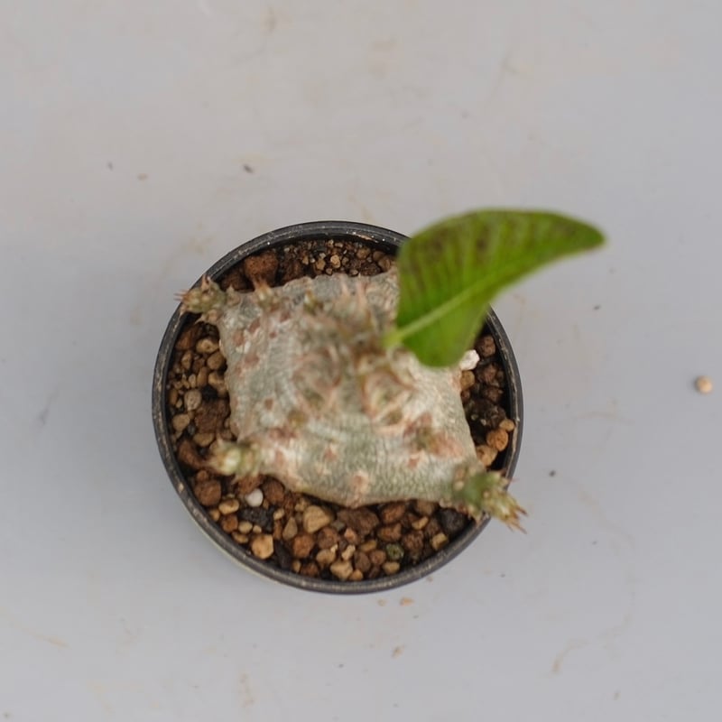 パキポディウム ウィンゾリー 実生株 118 Pachypodium windsorii |
