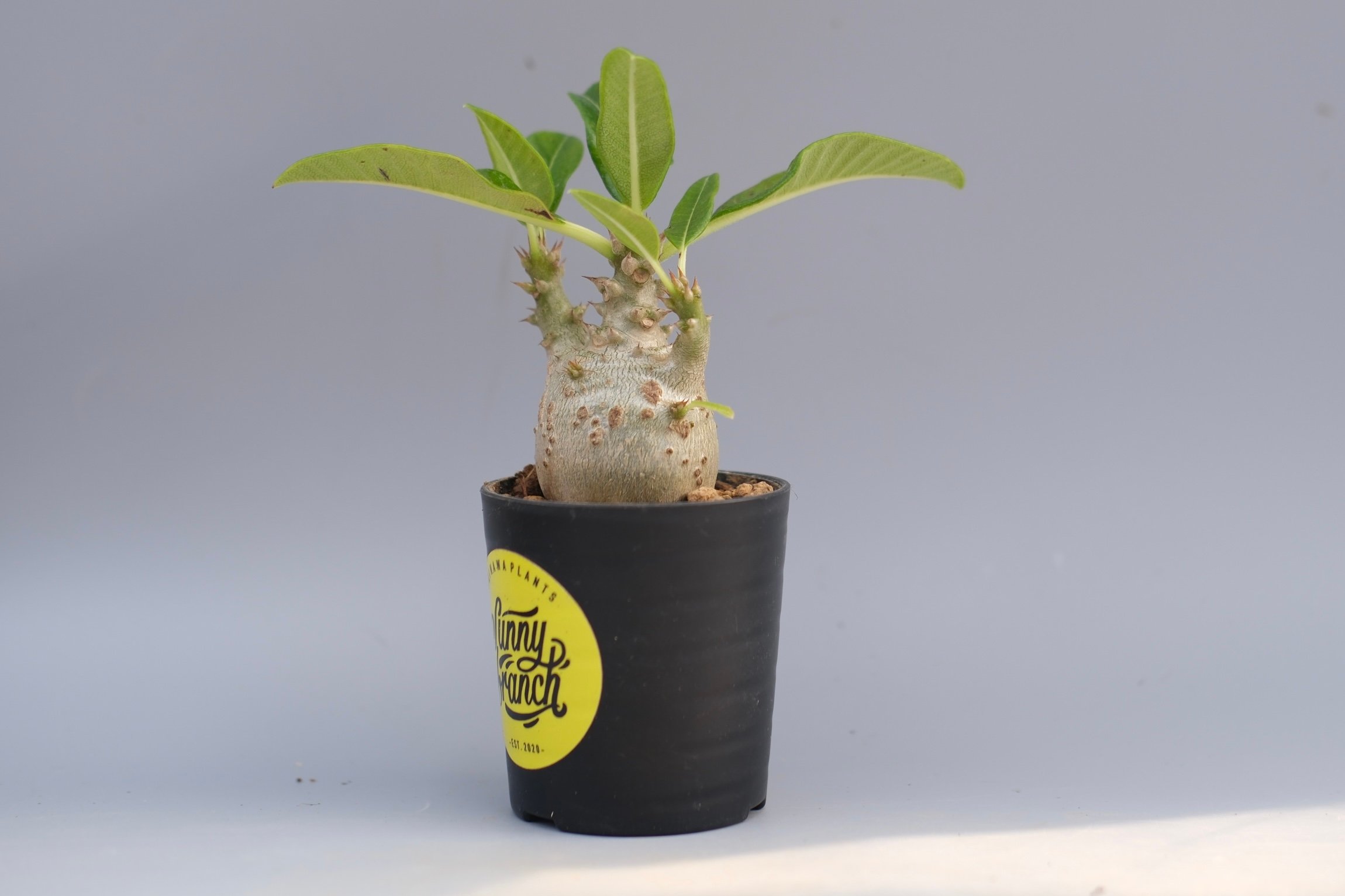 パキポディウム ウィンゾリー 実生株 097 Pachypodium windsorii |